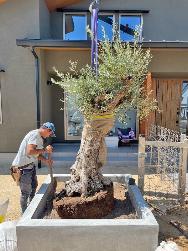 古木オリーブの特徴と古木オリーブを使ったガーデンアイデア | 庭家