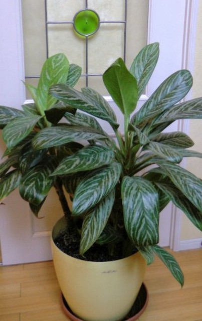 ニティドゥーム・カーティシー～秋→冬に向けて管理編～ | 希少植物の