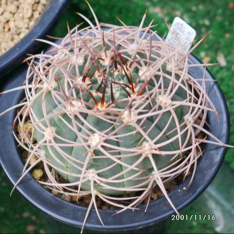 ギムノカリキウム 猛鷲玉(Gymnocalycium nidulans) 多肉植物データベース