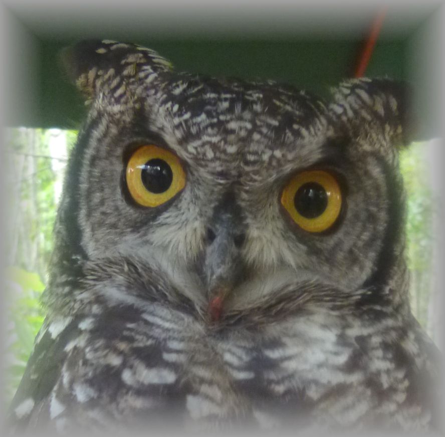 高品質 アフリカワシミミズク（Spotted Eagle-owl）剥製 高品質