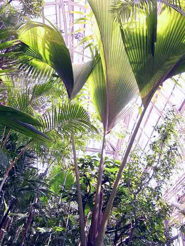 オオミヤシ=フタゴヤシ （ロドイケア・マルディウィカ）-Lodoicea