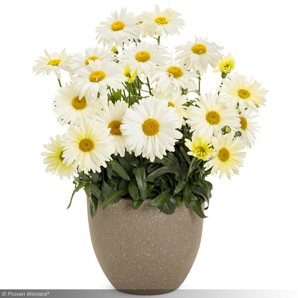 Daisy, Amazing Banana Cream II #1 – Greenwood Creek Nursery