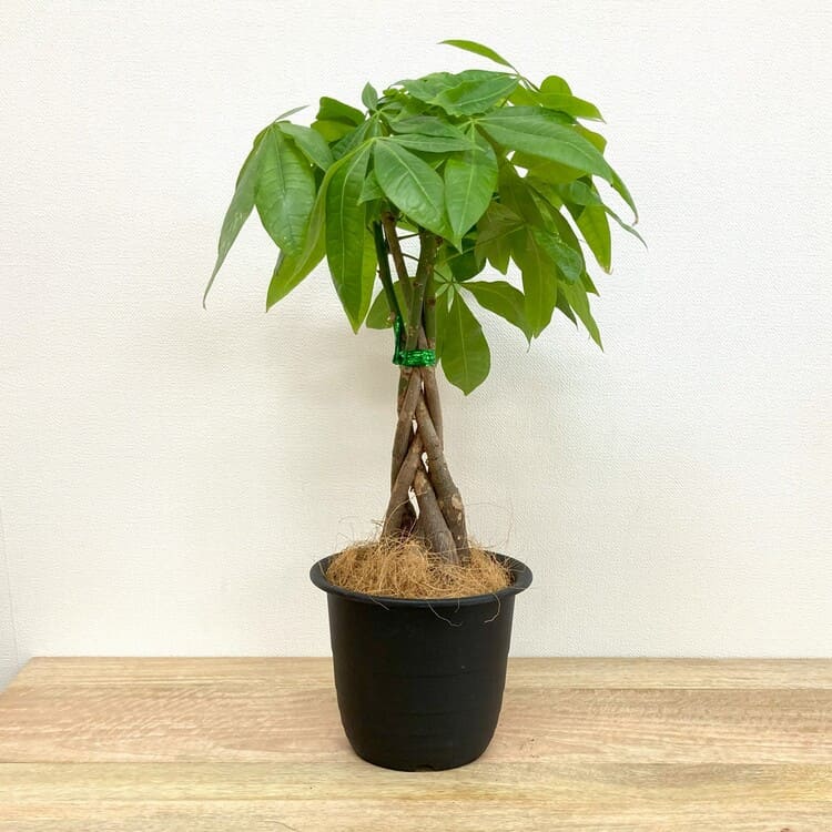 パキラ 編み込み L – 鉢人Green