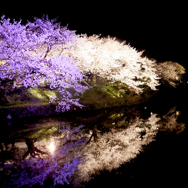 書道家 池田櫻のオフィシャルサイト » 桜月夜