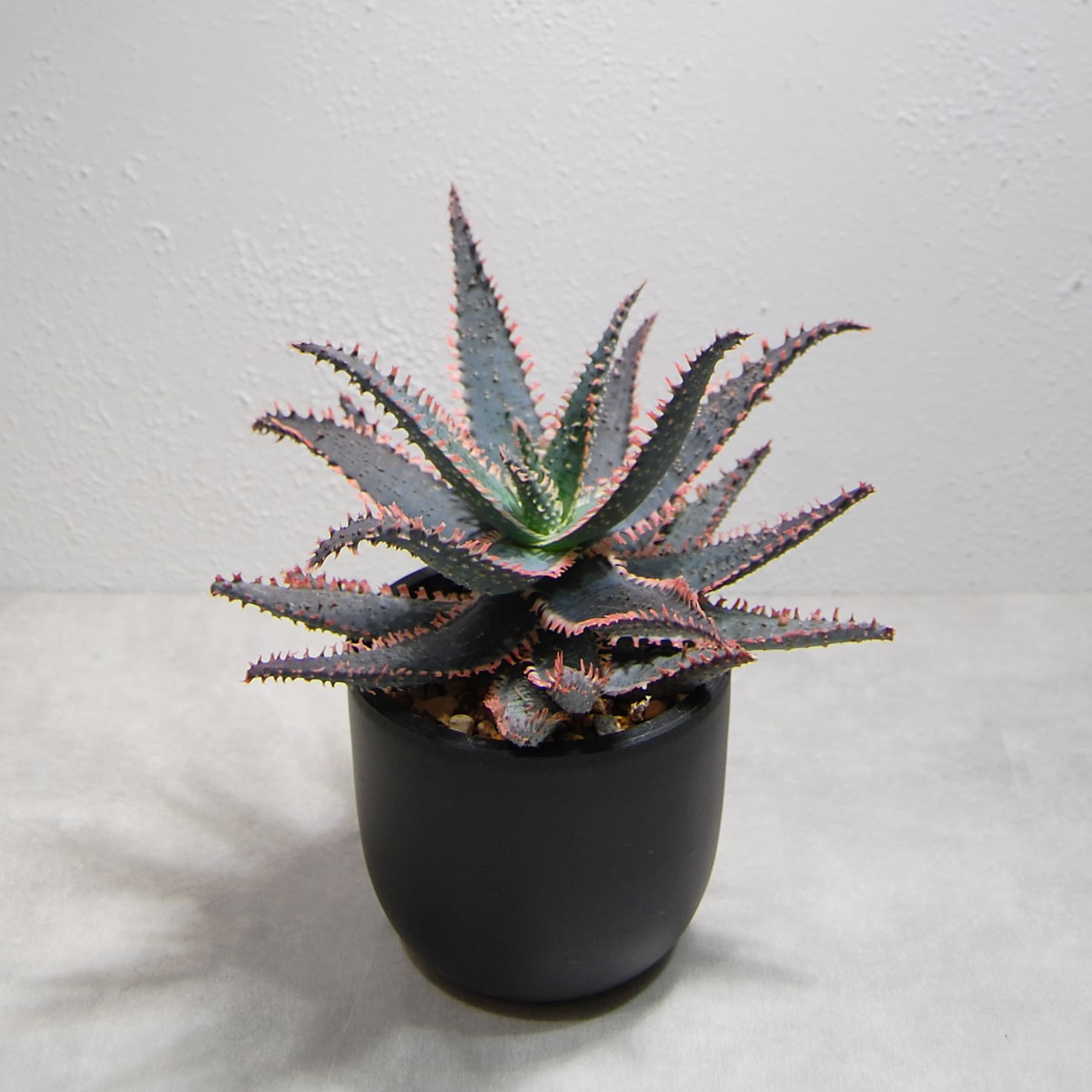 アロエ ハイブリッド【Aloe hybrid】OS21 – linkplants -リンクプランツ-