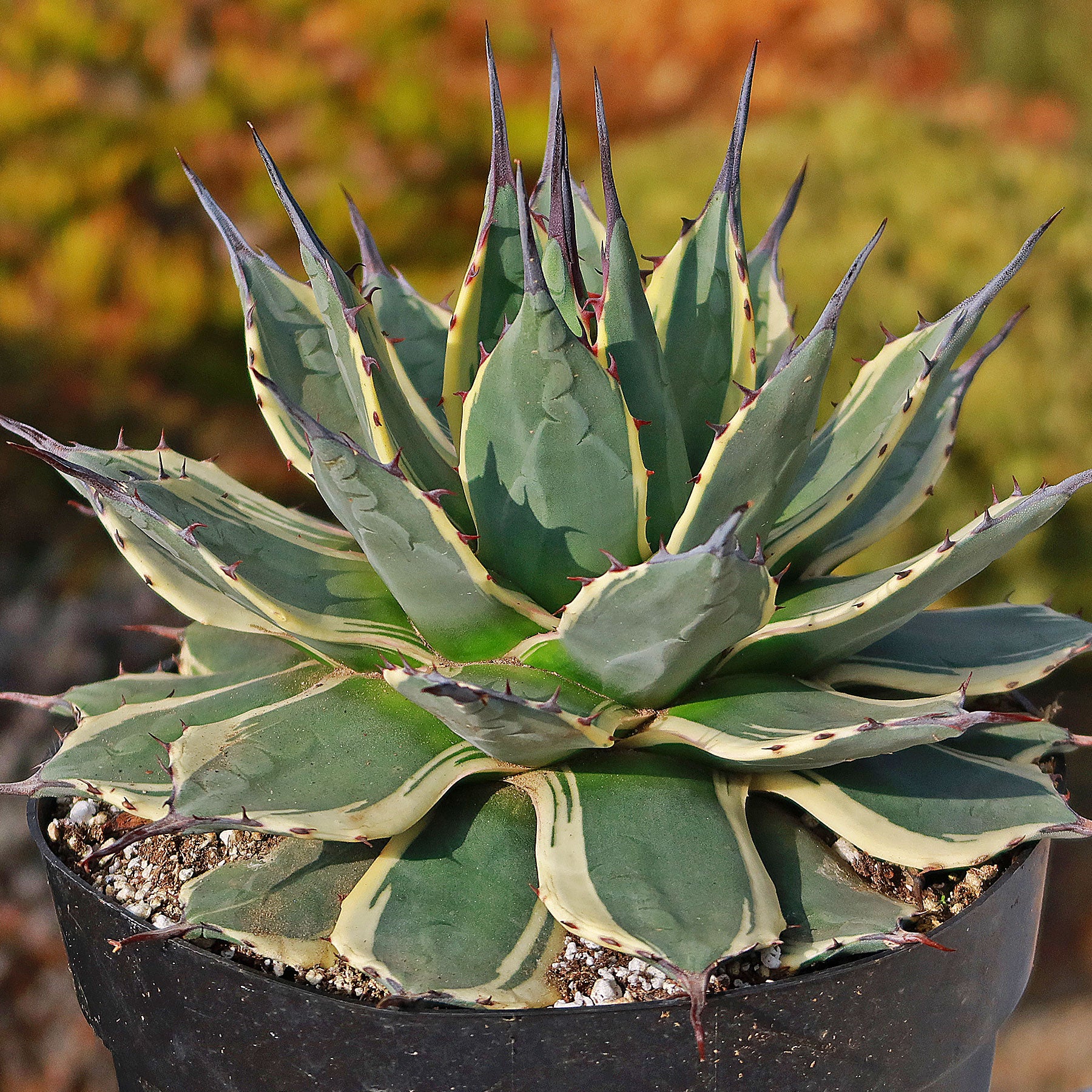 Agave 'Cream Spike'- Shop Online at Planet Desert