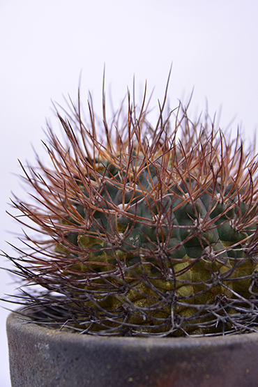 ギムノカリキウム 斗鷲玉 | 叢 – くさむら – Qusamura