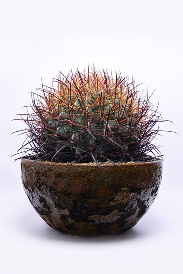 フェロカクタス 鯱頭 | 叢 – くさむら – Qusamura