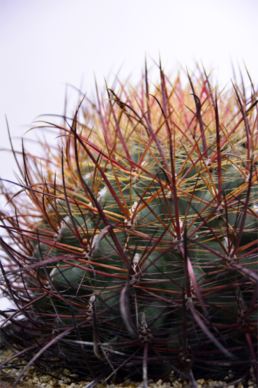 フェロカクタス 鯱頭 | 叢 – くさむら – Qusamura