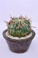 黒王丸モンストローサ | 叢 – くさむら – Qusamura