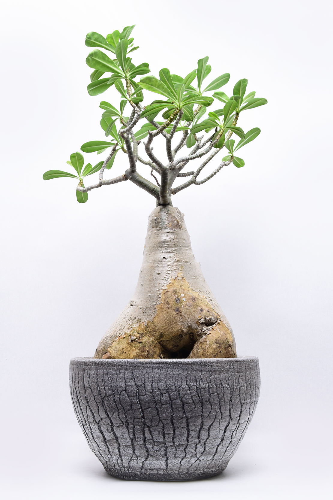 アデニウム タイソコトラナム | 叢 – くさむら – Qusamura