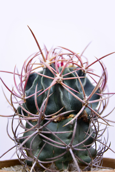 50/50 エキノカクタス 大竜冠 | 叢 – くさむら – Qusamura