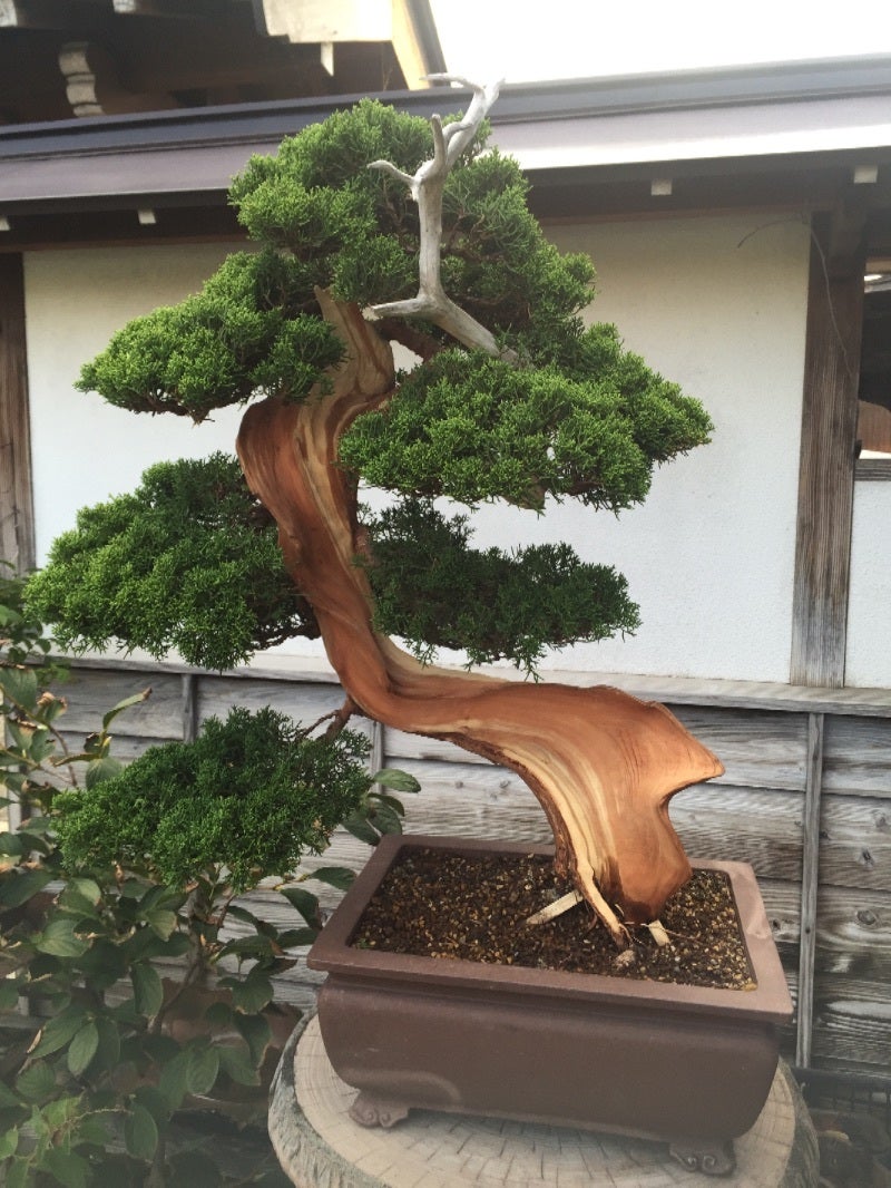 山採小品真柏が大量にある地域 | Daichiのブログ 盆栽