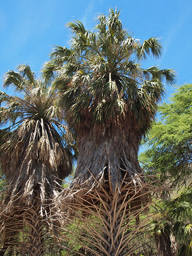 サバルヤシ Sabal ヤシ科（Arecaceae）
