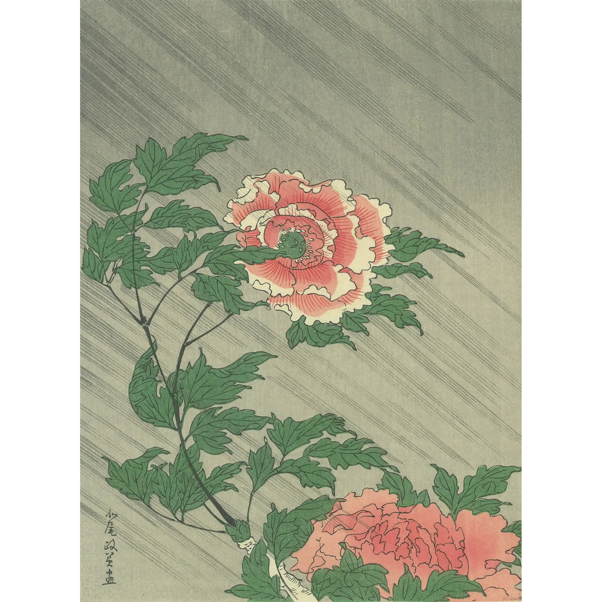 Kitao Masayoshi（北尾政美） 北尾政美「雨中の牡丹」｜オンライン