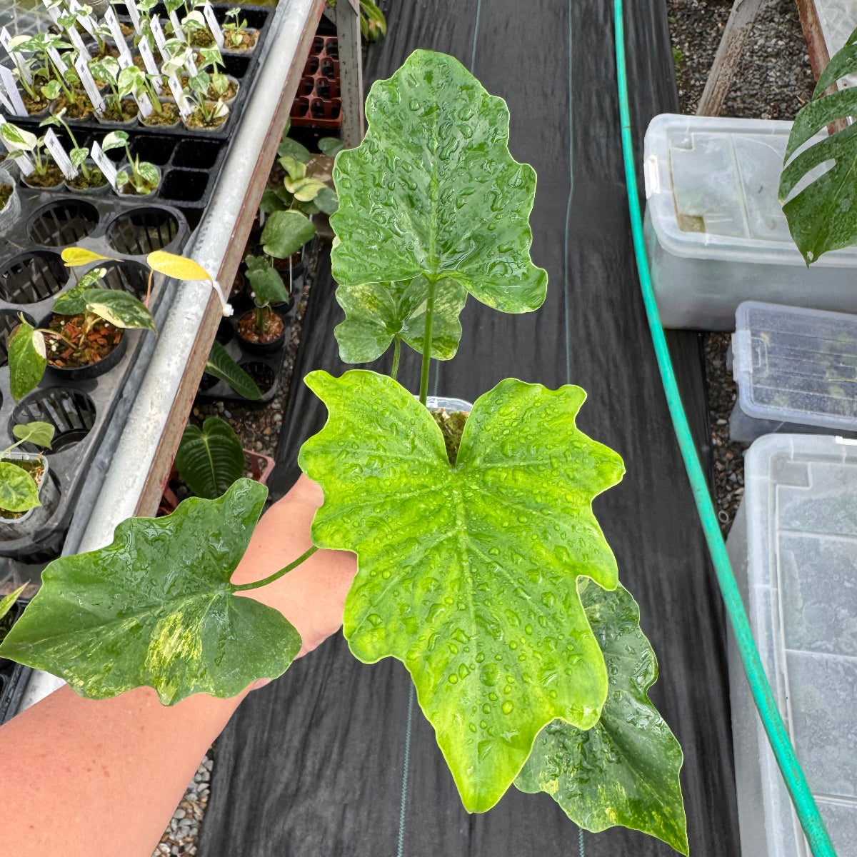 コレクション】フィロデンドロン セローム 斑入り 限定1株 – RARE