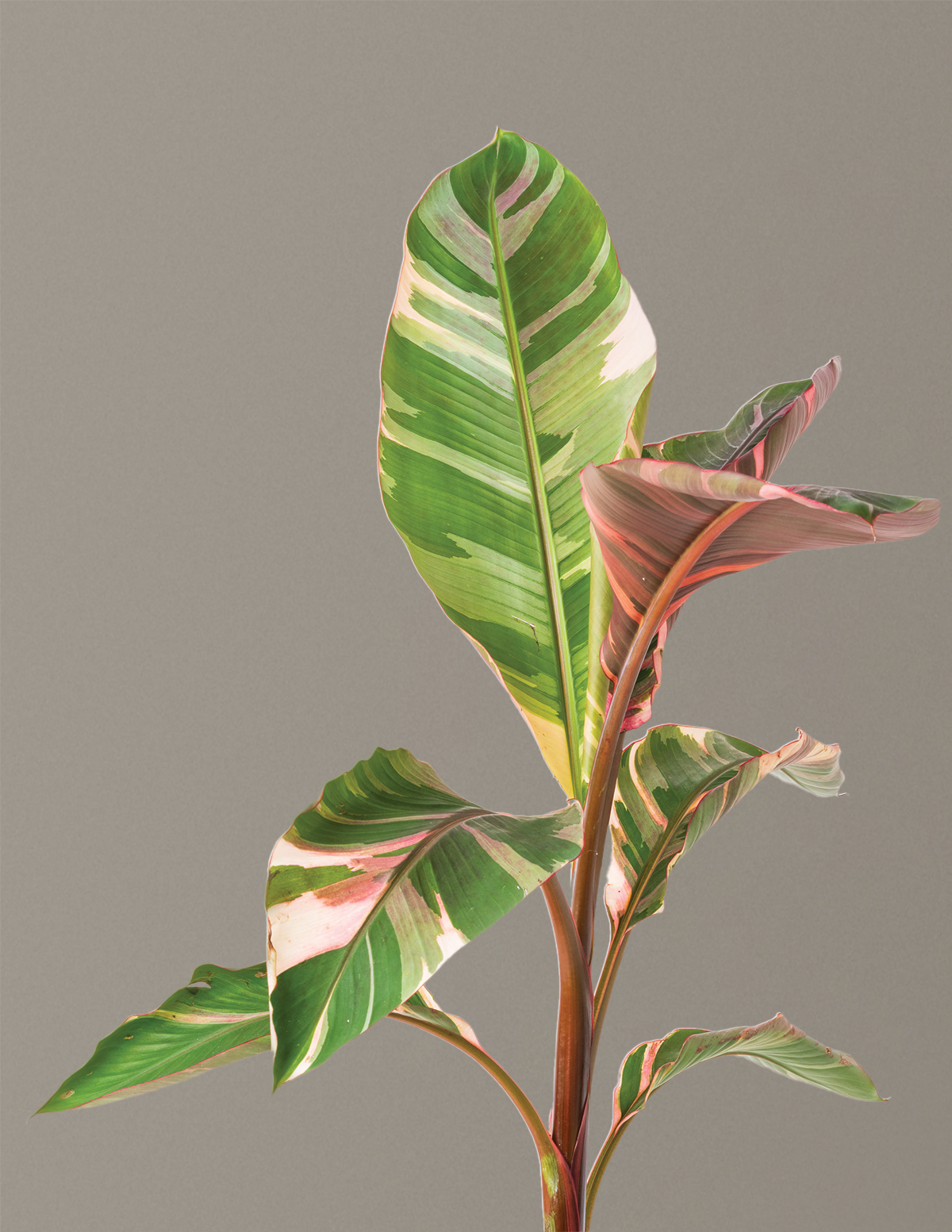 Musa Nono Pink Variegated Banana | Rare Tropical Plants for