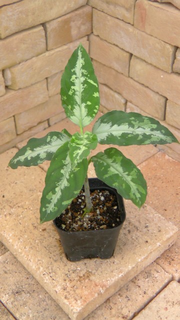 Aglaonema pictum tricolor アチェ産 | 希少植物の販売 アグラオネマ