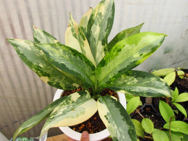 アグラオネマ スワンナプーム 斑入り | 希少植物の販売 アグラオネマ