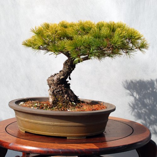 赤石五葉松 変わり木 貴風 樹齢：約60年 | LIFTERIOR - ライフテリア