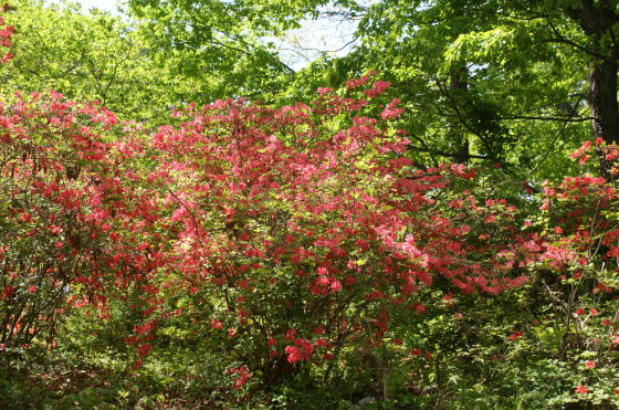 跡見群芳譜(樹木譜 ヤマツツジ)