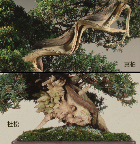 しゃり・じん【シャリ・ジン】│盆栽、盆栽書籍、盆栽鉢の通販│近代出版