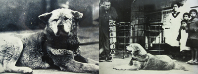 ハチ公について | 秋田県大館市観光協会 どだすか大館