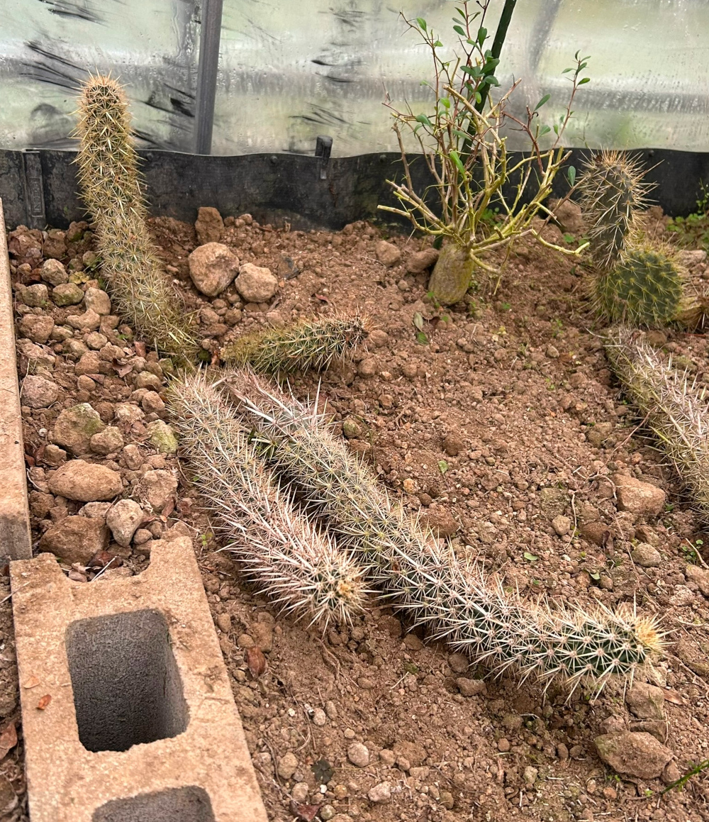 ステノケレウス属／柱サボテンの栽培種プロフィール／ぱんさのサボテン