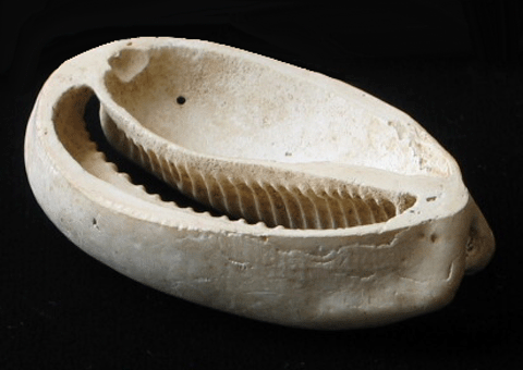 貝製垂飾（西広貝塚）／市原歴史博物館