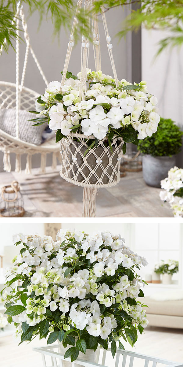 ハイドランジア アジサイ 白 ブライダルシャワー あじさい 送料無料