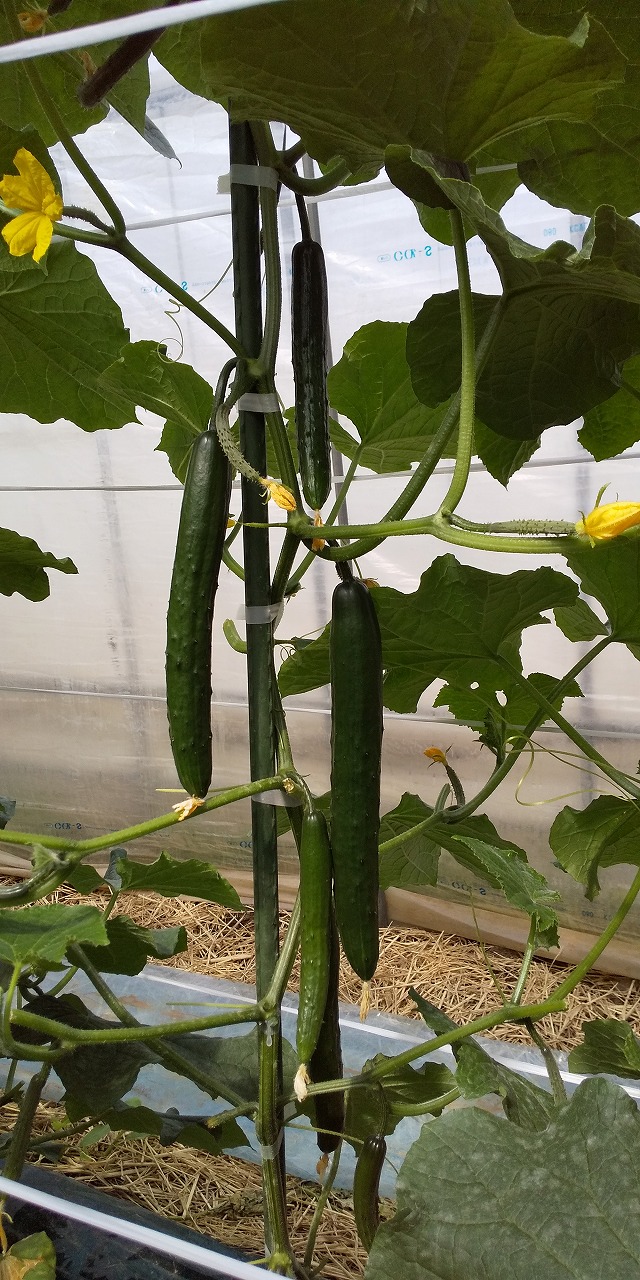 きゅうり、商品案内 | 【久留米種苗園芸】きゅうり、にがうり、スイカ