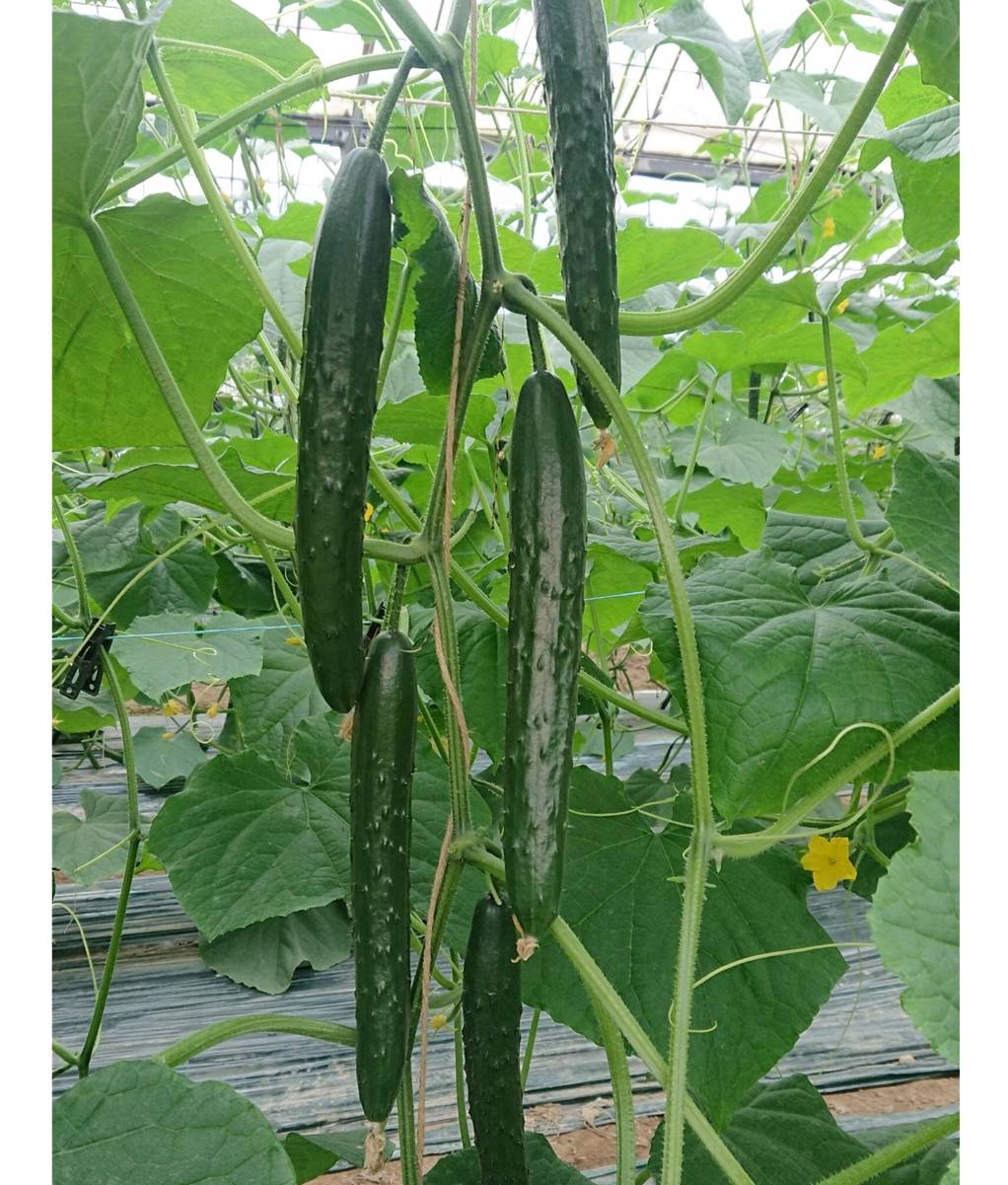 きゅうり、商品案内 | 【久留米種苗園芸】きゅうり、にがうり、スイカ