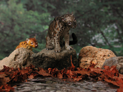 イリオモテオオヤマネコ