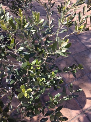 オリーブの木【カリフォルニアクィーン】 (Powerdio Club)