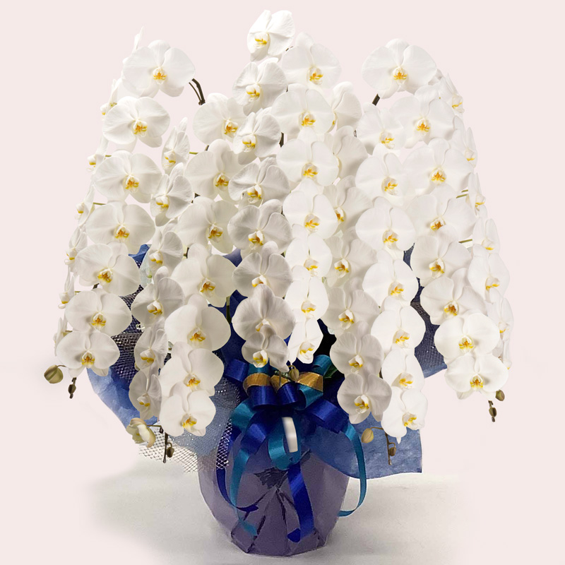 胡蝶蘭/その他蘭類【大阪・中之島/サトウ花店 Since 1928】