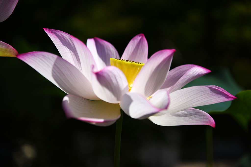 令和6年の蓮｜真宗高田派本山 専修寺