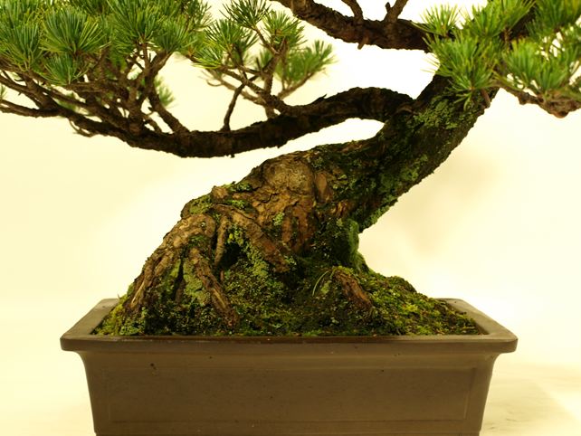 五葉松盆栽 模様木 No.a4-14 | 五葉松 専門盆栽園 松風園(しょうふう