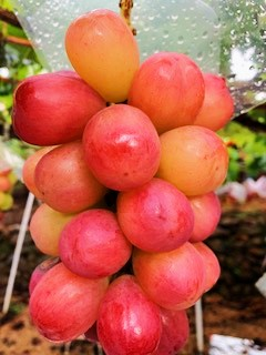 栽培品種の紹介 - ツルタブドウパーク - ツルタブドウパーク