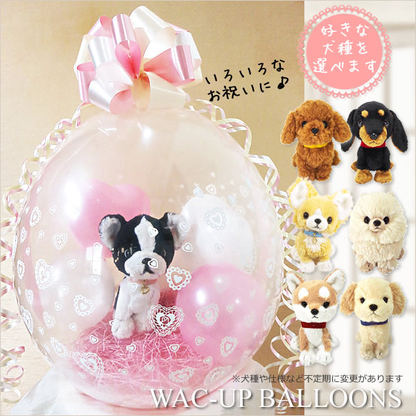 パピヨン/ビションフリーゼ/パグ /コーギー/シーズー/チワワ/トイ