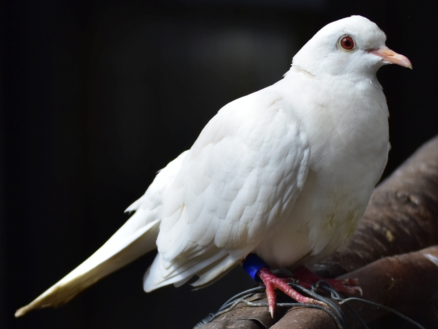 ジュズカケバト