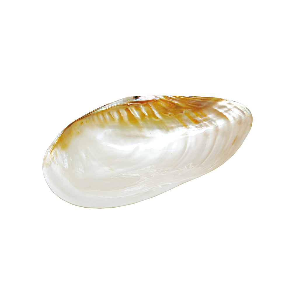 08812_1024x.jpg?v=1617598431