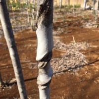 山採りハイノキ 3.0m その4 ※ショップ未掲載 | 八進緑産株式会社