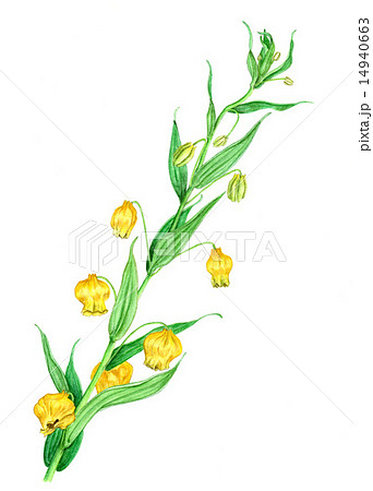サンダーソニア（水彩画，ボタニカルアート）のイラスト素材 [14940663