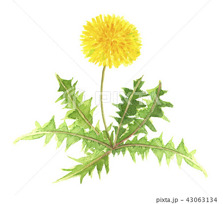 たんぽぽ タンポポ 水彩画のイラスト素材 [43063134] - PIXTA