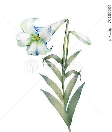 ユリの花の水彩画のイラスト素材 [76109634] - PIXTA