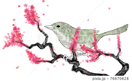 梅の木にとまるウグイス 水墨画風のイラスト素材 [76670628] - PIXTA
