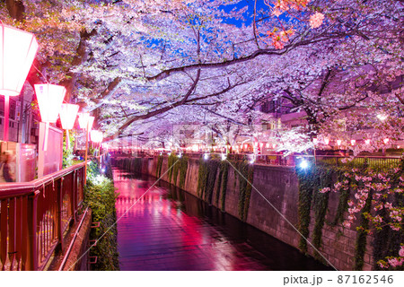 ライトアップされた桜並木 目黒川桜祭りの写真素材 [87162546] - PIXTA