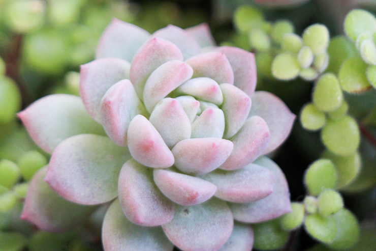 わき芽に子株をたくさんつける。セダム・プロリフェラの育て方・増やし