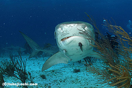 バハマ、タイガーシャーククルーズからフロリダに戻ってきました