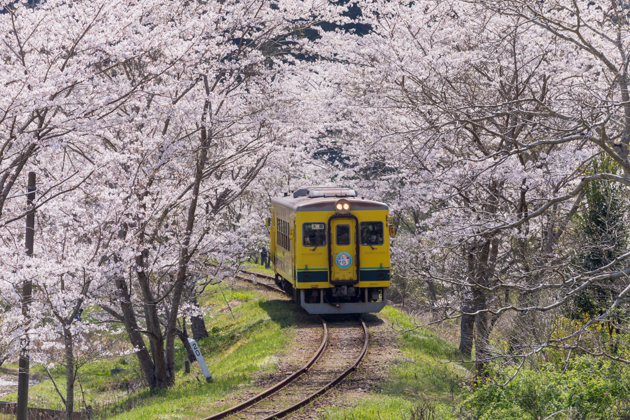 桜と菜の花を楽しむいすみ鉄道と小湊鐵道、定番スポットで定番カットを